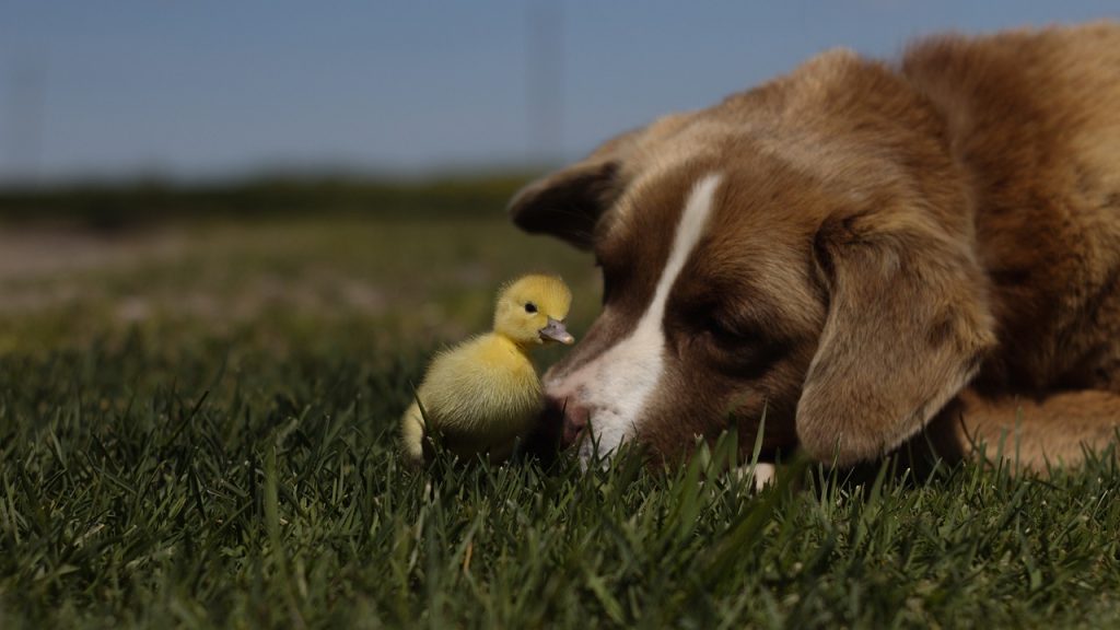 Pet-friendly Parks In Knoxville?